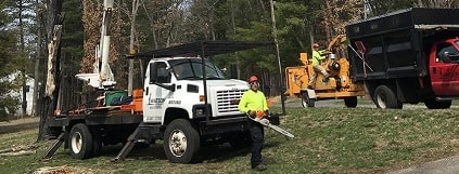 tree removal service ct
